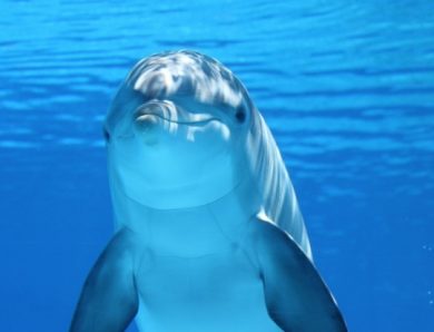 Wycieczka do Warny z wizytą w delfinarium