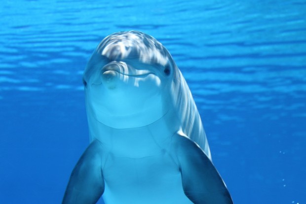 Wycieczka do Warny z wizytą w delfinarium